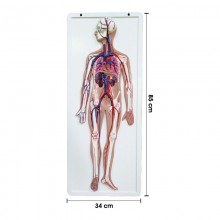 Model Sistem Peredaran Darah Manusia - 人体血液循环系统模型