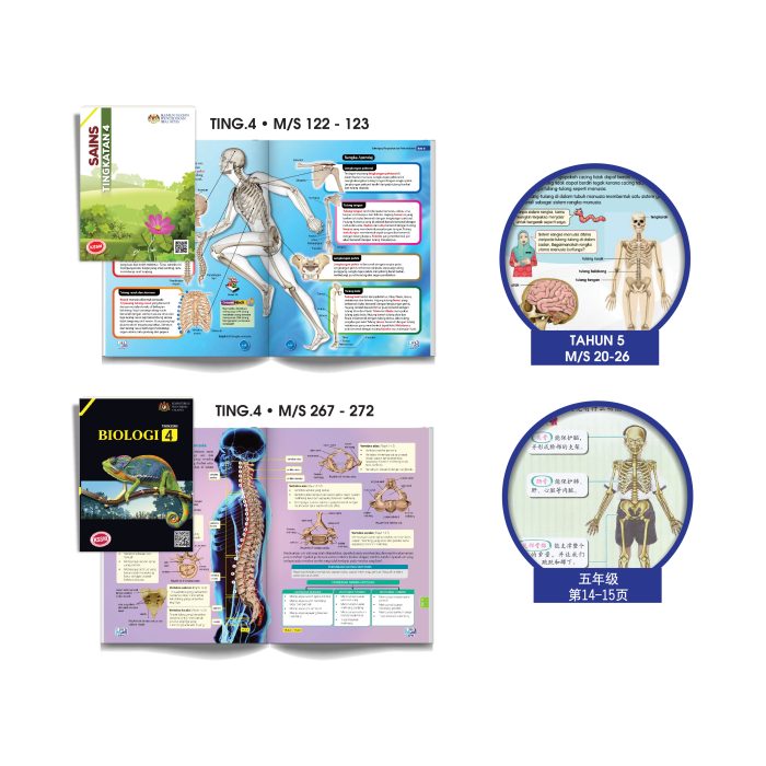 <p style="font-size: 20px; margin-bottom: 0px; padding-top: 0px;">Model Rangka Dan Sistem Saraf Manusia </p><p style="font-size: 20px; color: red; margin-bottom: 0px; padding-top: 0px;">人体骨骼和神经模型</p> - Image 2