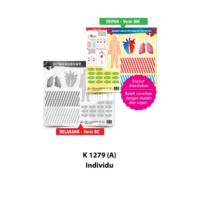 <p style="font-size: 20px; margin-bottom: 0px; padding-top: 0px;">Model Laluan Peredaran Darah DIY </p><p style="font-size: 20px; color: red; margin-bottom: 0px; padding-top: 0px;">DIY 血液循环路径模型</p> - Image 3