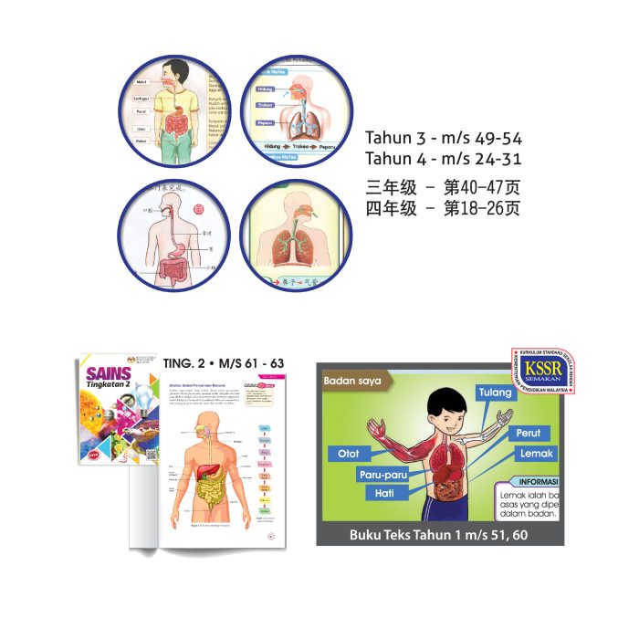 <p style="font-size: 20px; margin-bottom: 0px; padding-top: 0px;">Model Torso Manusia </p><p style="font-size: 20px; color: red; margin-bottom: 0px; padding-top: 0px;">人体模型 (内脏)</p> - Image 2