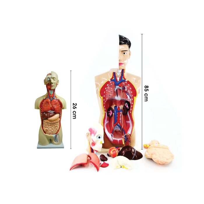 <p style="font-size: 20px; margin-bottom: 0px; padding-top: 0px;">Model Torso Manusia </p><p style="font-size: 20px; color: red; margin-bottom: 0px; padding-top: 0px;">人体模型 (内脏)</p>