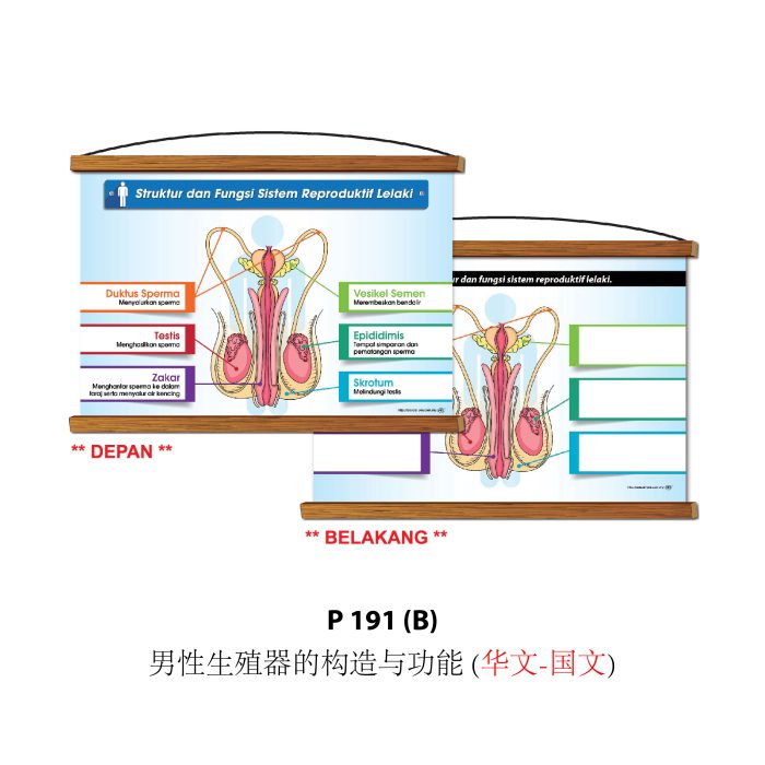 <p style="font-size: 20px; margin-bottom: 0px; padding-top: 0px;">Siri Papan Putih Gulung Lestari Ilmu </p><p style="font-size: 20px; color: red; margin-bottom: 0px; padding-top: 0px;">可卷式教学白板系列 </p> - Image 6