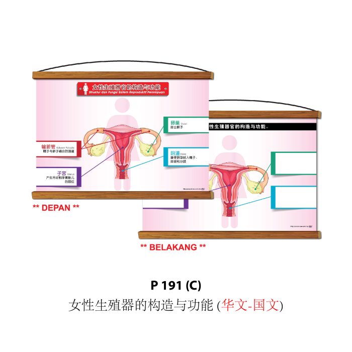 <p style="font-size: 20px; margin-bottom: 0px; padding-top: 0px;">Siri Papan Putih Gulung Lestari Ilmu </p><p style="font-size: 20px; color: red; margin-bottom: 0px; padding-top: 0px;">可卷式教学白板系列 </p> - Image 8
