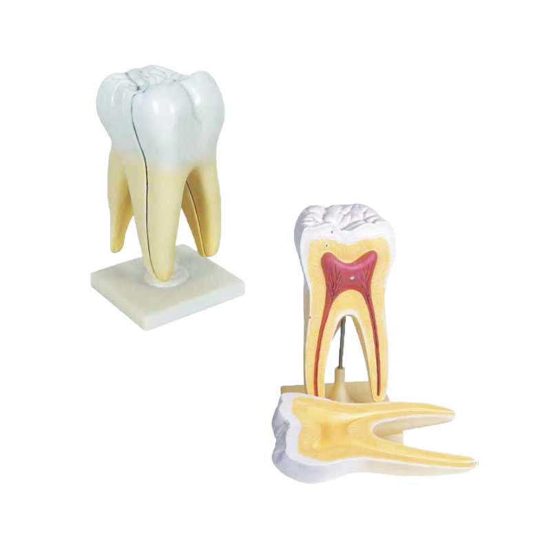 Model Anatomi Gigi - 牙齿解剖模型