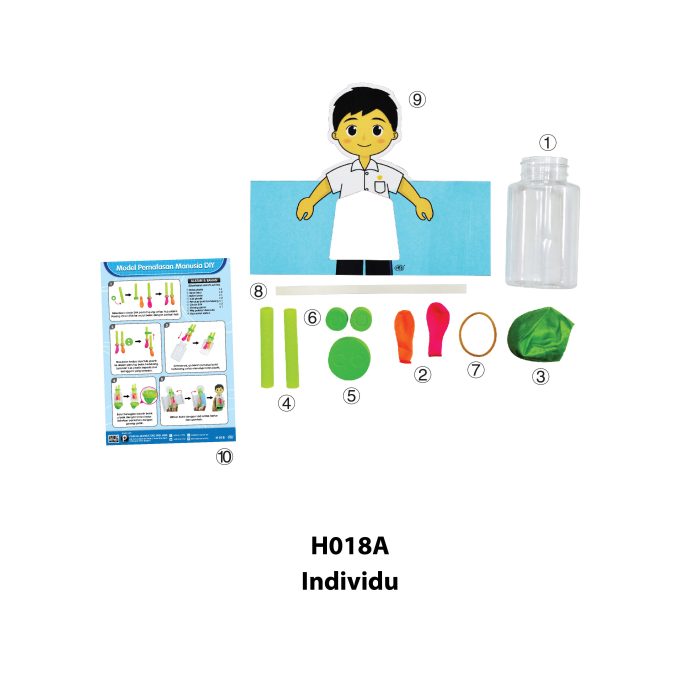 Model Pernafasan Manusia DIY - DIY 人体呼吸模型 - Image 4