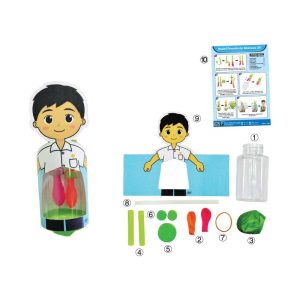 Model Pernafasan Manusia DIY - DIY 人体呼吸模型