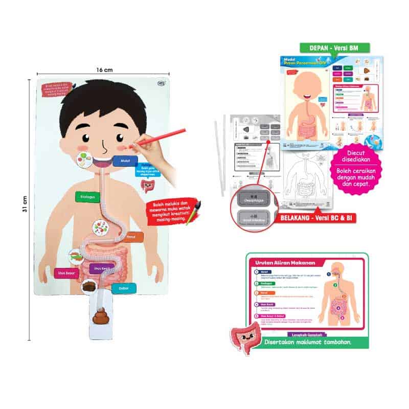 Model Proses Pencernaan DIY - DIY 消化过程模型