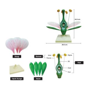 Struktur Model Bunga Mekar - 花朵结构模型