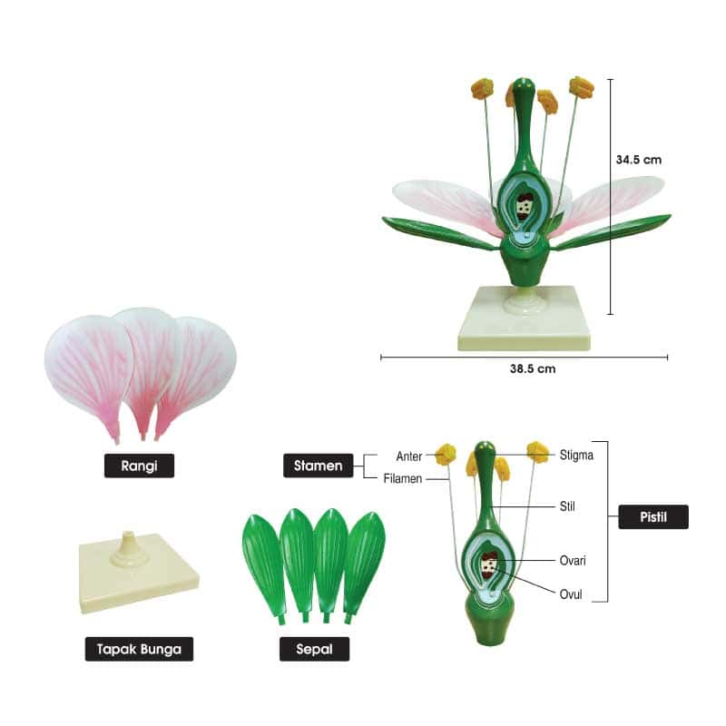 Struktur Model Bunga Mekar - 花朵结构模型
