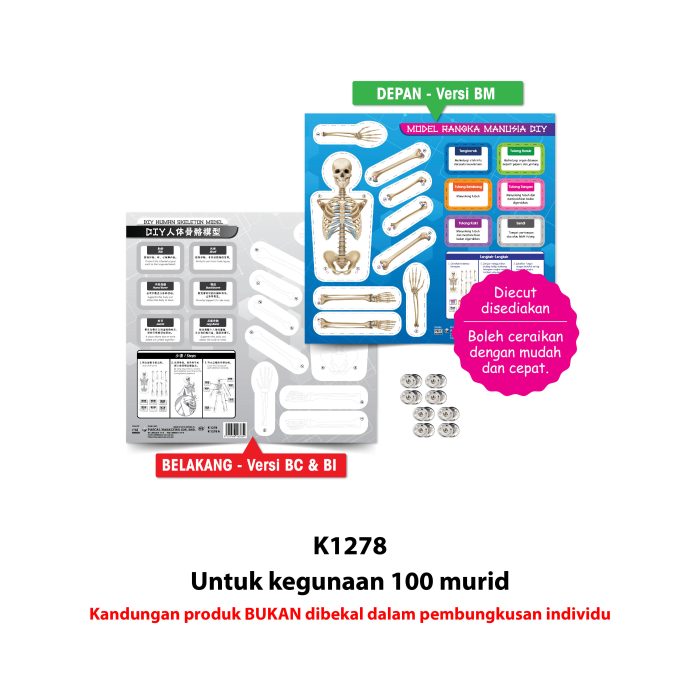 Model Rangka Manusia DIY - DIY 人体骨骼模型 - Image 5