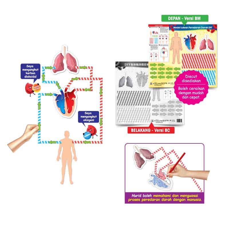 Model Laluan Peredaran Darah DIY - DIY 血液循环路径模型