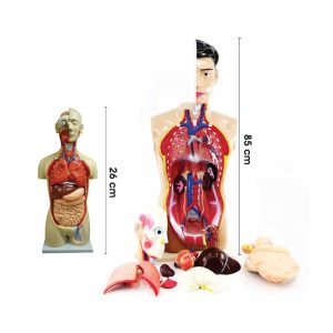 Model Torso Manusia - 人体模型 (内脏)