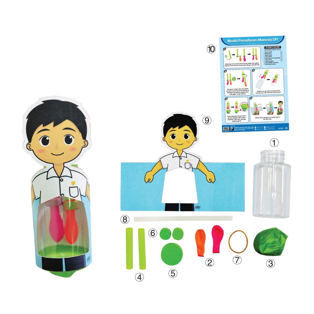 Model Pernafasan Manusia DIY - DIY 人体呼吸模型