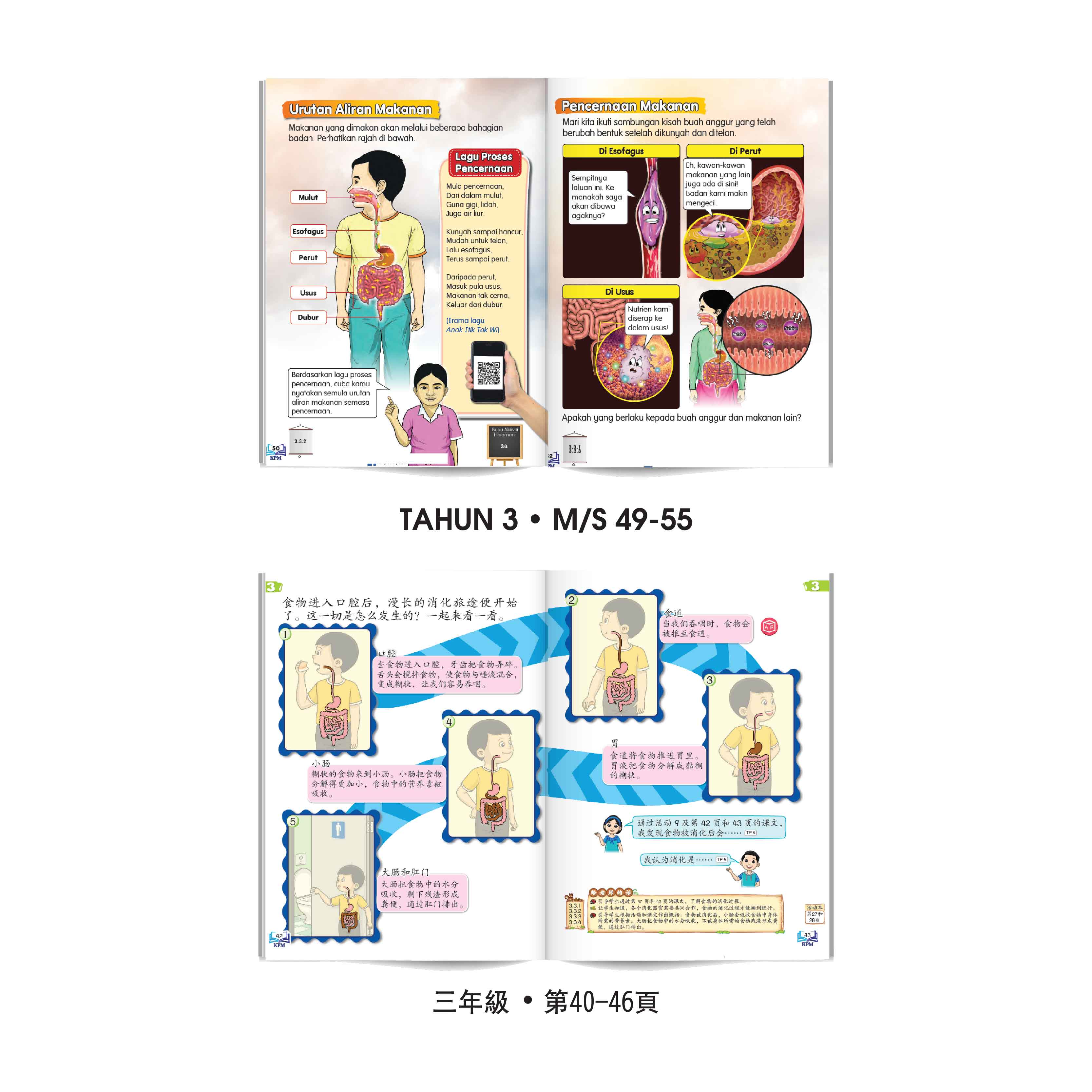 Model Proses Pencernaan DIY - DIY 消化过程模型 - Image 4