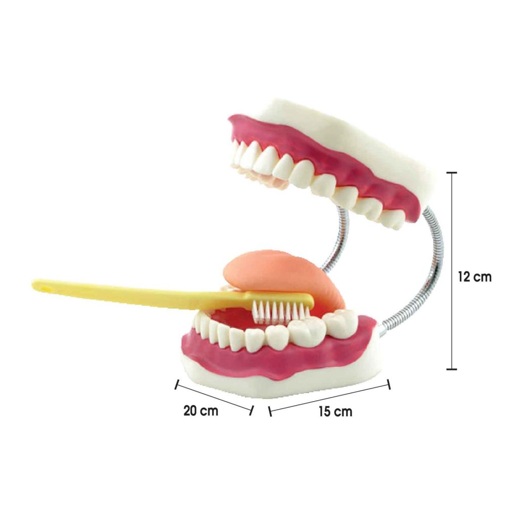 Model Gigi & Penjagaan Kebersihan Mulut - 牙齿及口腔护理模型 - Giant Teeth Dental Care Model