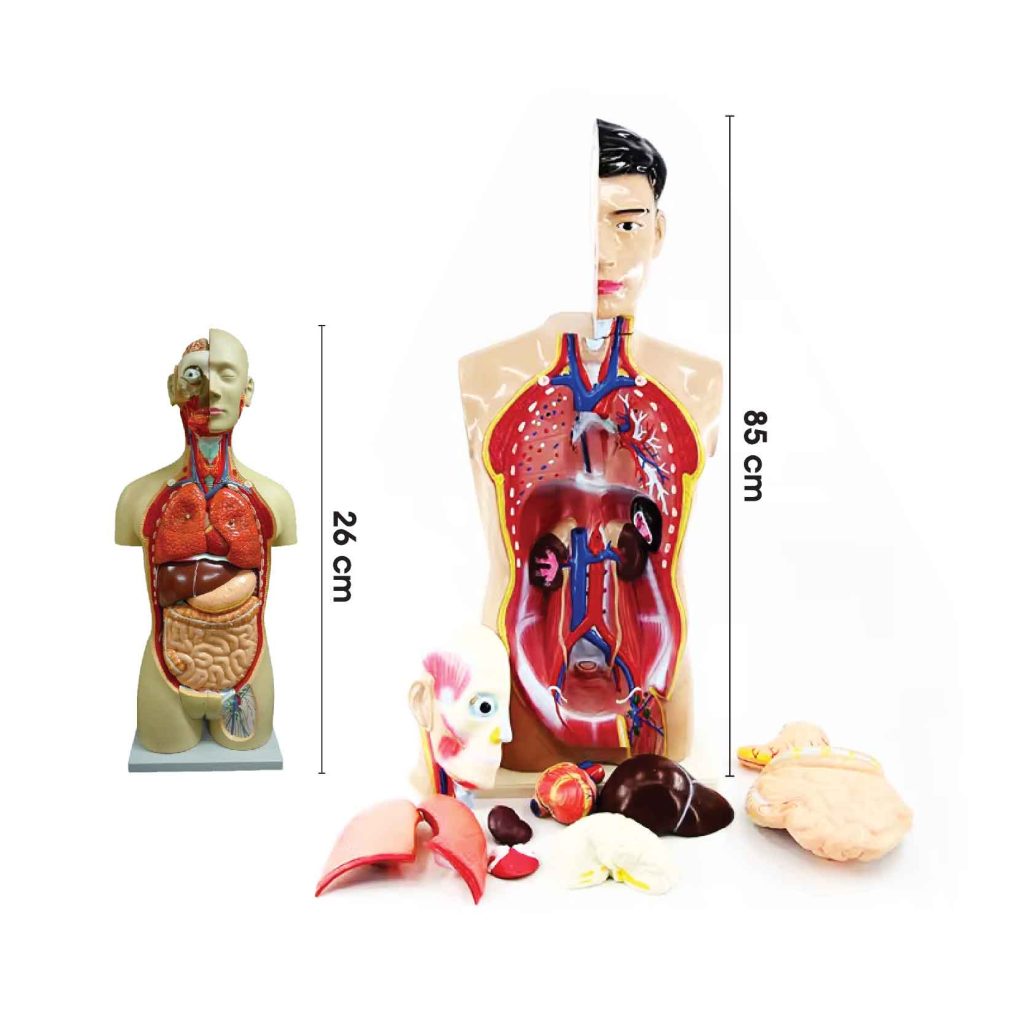 Model Torso Manusia - 人体模型 (内脏)