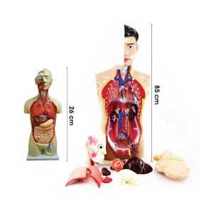 Model Torso Manusia - 人体模型 (内脏)